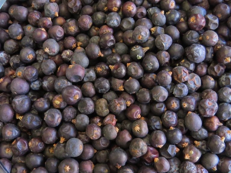 Juniper Berry