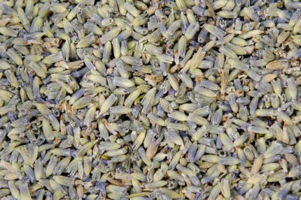 Lavender Buds