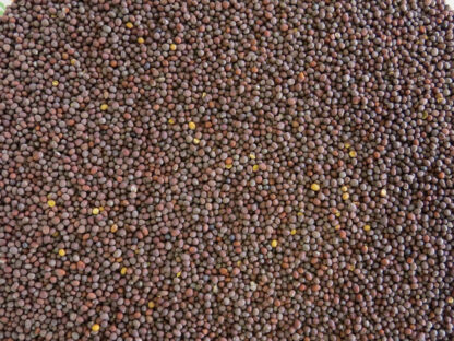 Brown Mustard Seed
