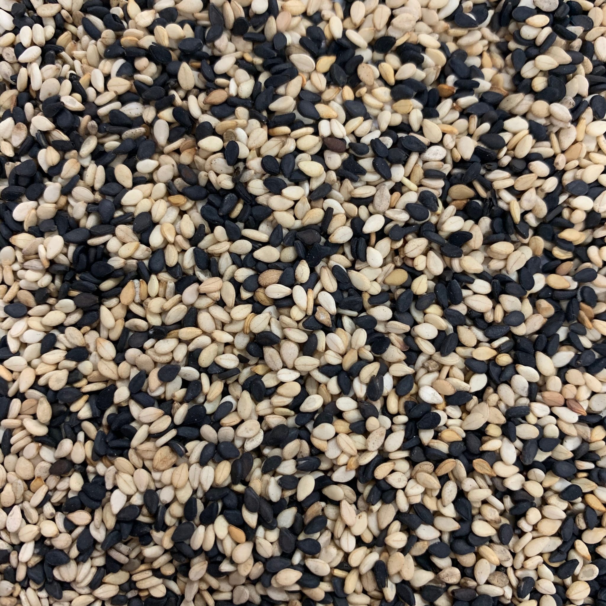 sesame-seed-duo-toasted-troyer-s-spices