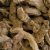 Dried Ginger Root Dried Ginger Root